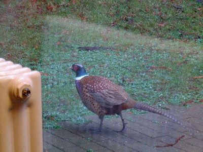 CenterParcs_5.jpg